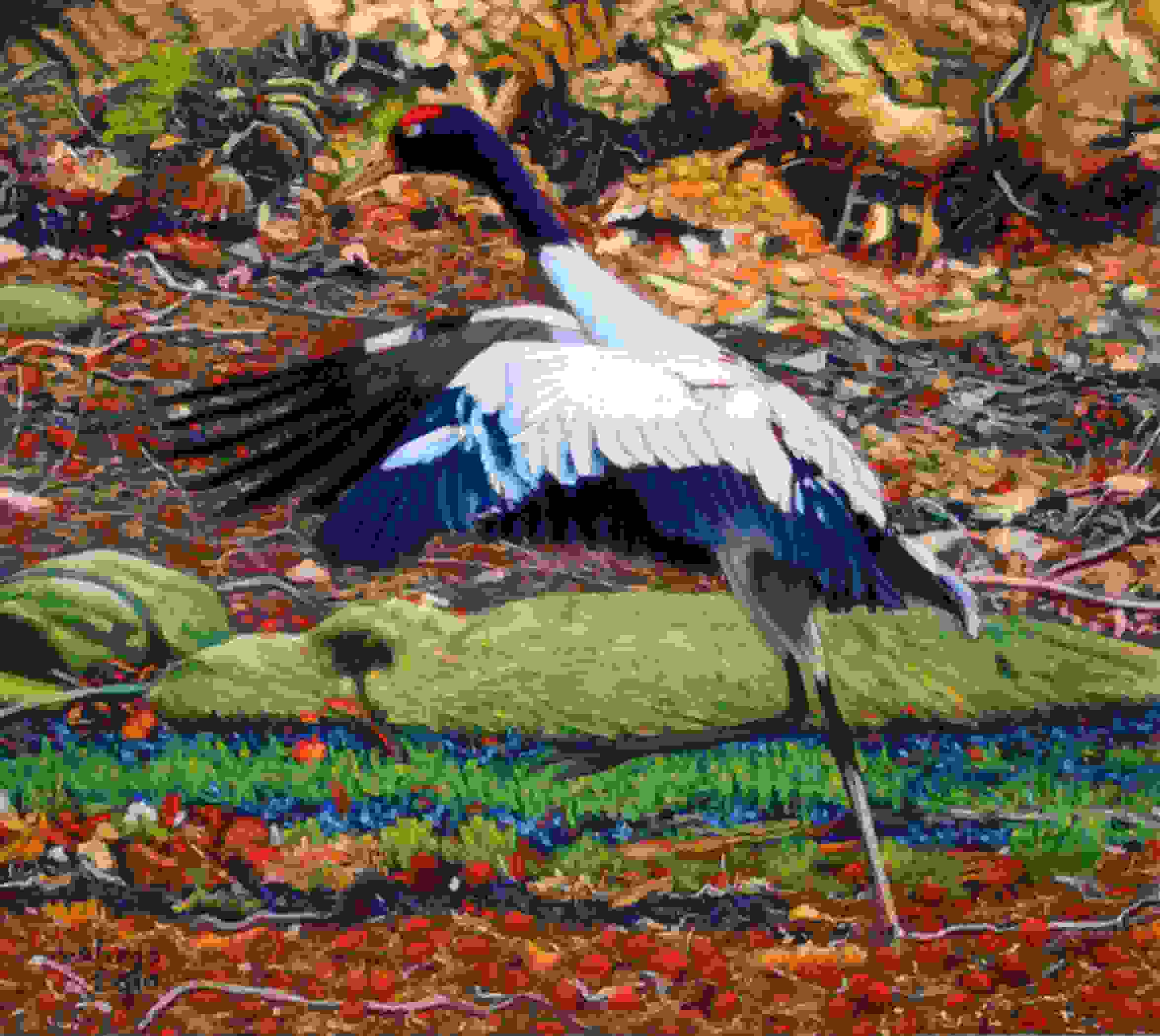Black-necked Crane